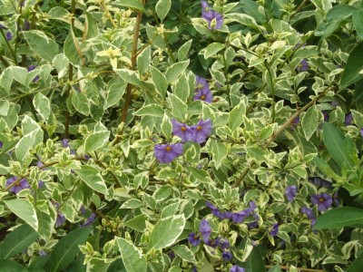 DSCF6129.JPG