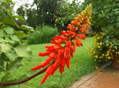 DSCF6126.JPG