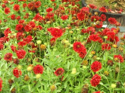 DSCF6121.JPG