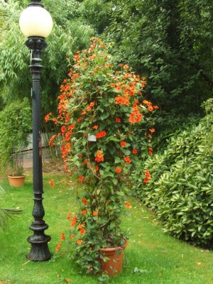 DSCF6120.JPG