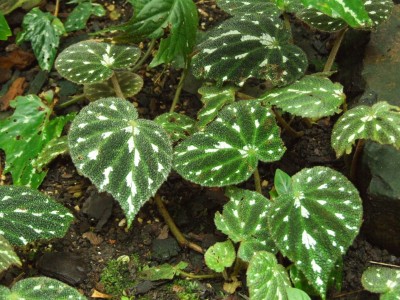 DSCF6107.JPG