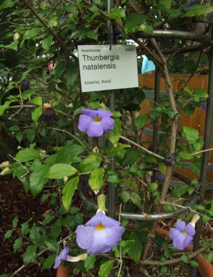 DSCF6008.JPG