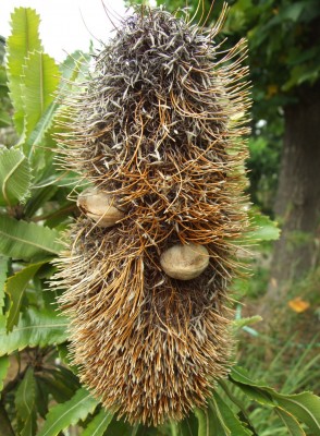 DSCF5999.JPG