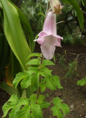 DSCF5976.JPG