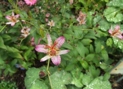 DSCF6171.JPG