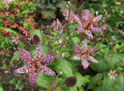 DSCF6170.JPG