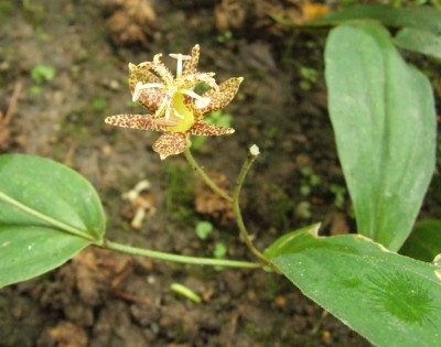 DSCF6143.JPG