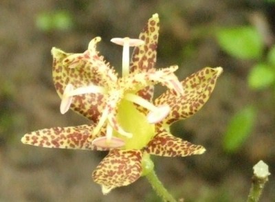 DSCF6142.JPG