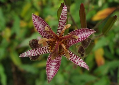 DSCF6007.JPG