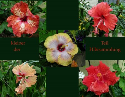 Hibisammlung.jpg