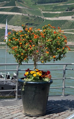 wandelrosen.jpg