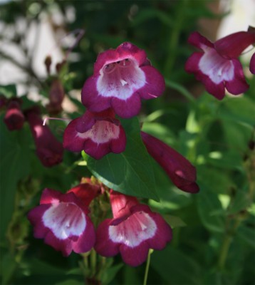pinkeblume.jpg