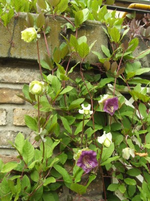 DSCF6164.JPG