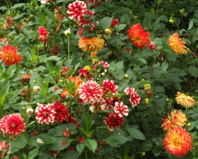 DSCF6161.JPG
