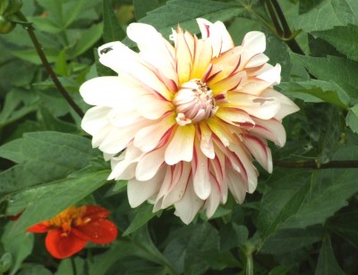 DSCF6160.JPG