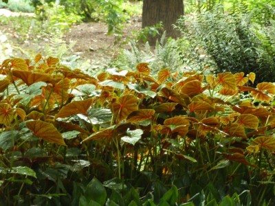 DSCF6146.JPG