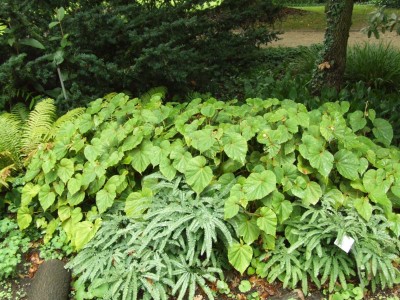 DSCF6144.JPG