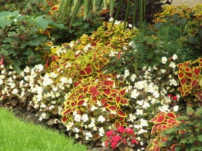 DSCF6187.JPG