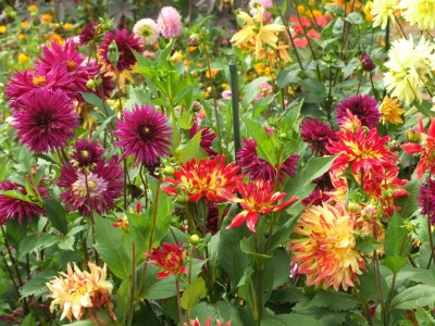 DSCF6176.JPG