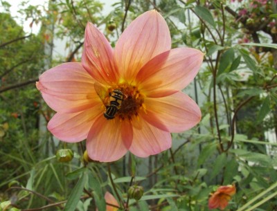 DSCF6552.JPG