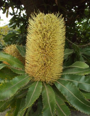 DSCF6527.JPG