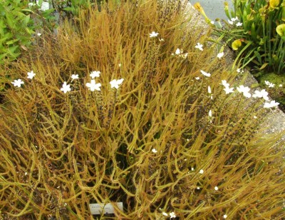 DSCF6584.JPG