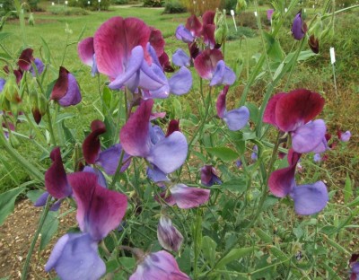 DSCF6577.JPG