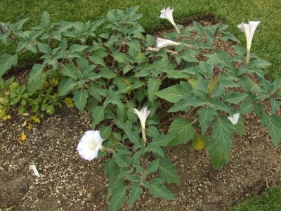 DSCF6609.JPG