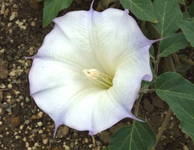 DSCF6608.JPG