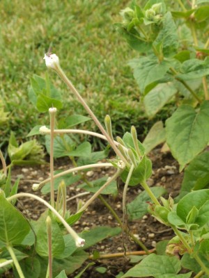 DSCF6599.JPG