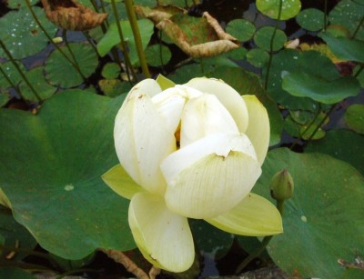 DSCF6590.JPG