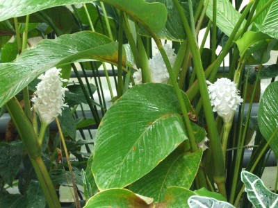 DSCF6656.JPG