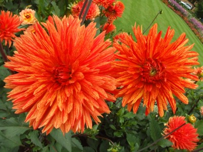 DSCF6624.JPG