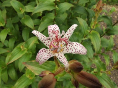 DSCF6620.JPG