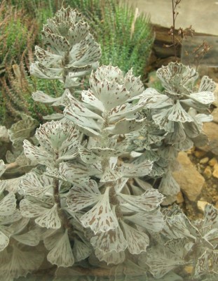 DSCF6670.JPG