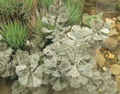 DSCF6668.JPG