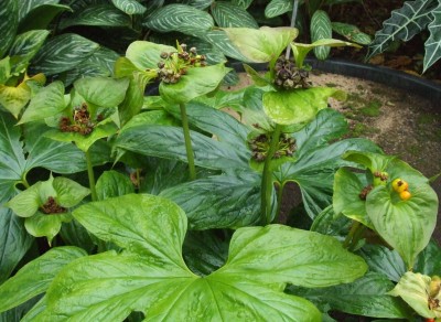 DSCF6653.JPG