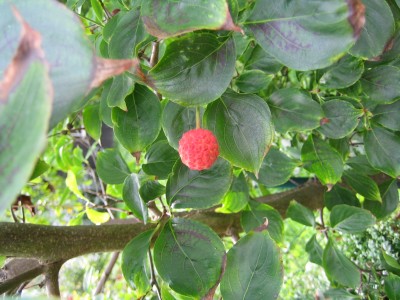 IMG_0014.JPG