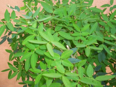 Pflanze 010.jpg