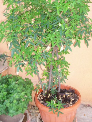 Pflanze 009.jpg