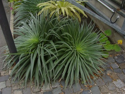 Boga Bonn 011.jpg