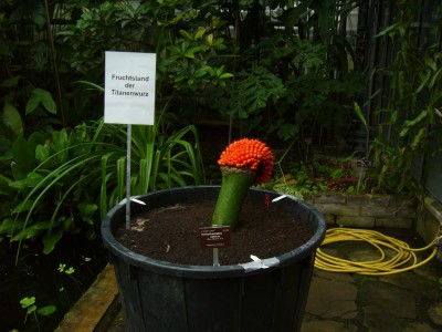 Boga Bonn 046.jpg