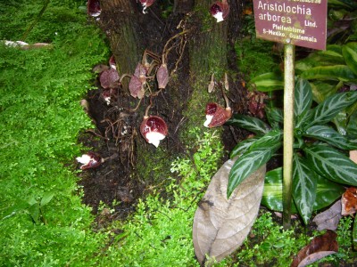 Boga Bonn 045.jpg