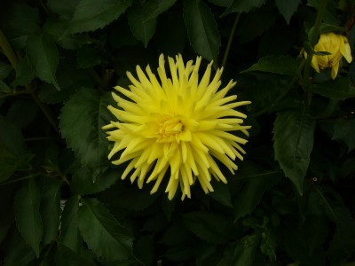 Boga Bonn 041.jpg