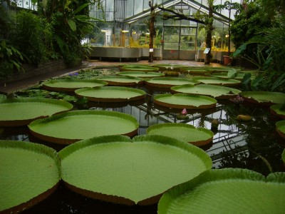 Boga Bonn 052.jpg