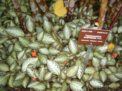 Boga Bonn 059.jpg