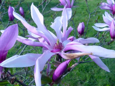 Tulpenmagnolie Blüte nah.jpg