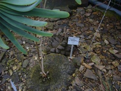 Boga Bonn 073.jpg