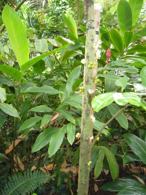 Boga Bonn 086.jpg