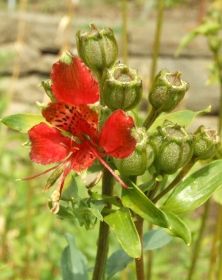 DSCF6696.JPG